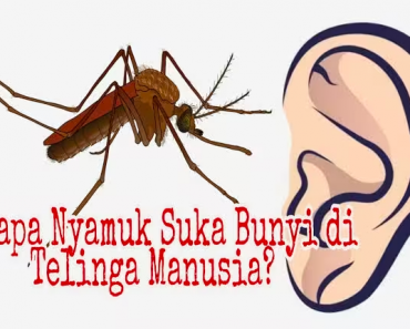 Mengapa Nyamuk Sering Terbang Dekat Telinga Manusia? Berikut Penjelasan dari Para Profesor Entomologi!