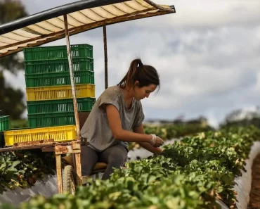 Kerja di Australia, Jadi Petani dibayar 2 Juta per Hari?