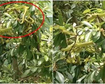 Merinding! Temukan Puluhan Ular Berbisa Bergelantungan di Kebun, Pemilik Syok dan Warga Ketakutan!